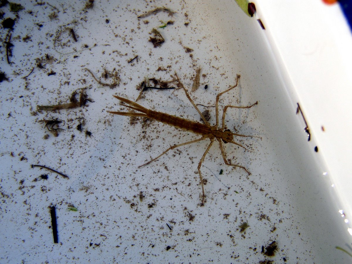 2011 11 Macrofaune benthique St Léger 07